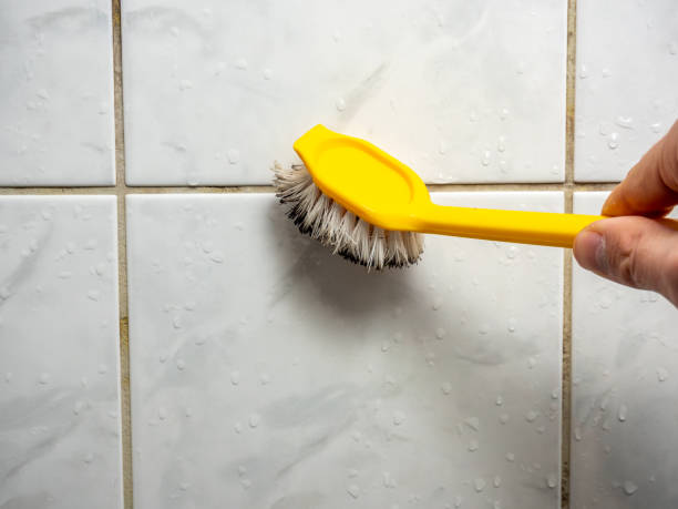 Best Basement Mold Remediation in Shelby, MI