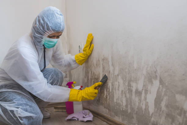 Best White Mold Remediation in Shelby, MI