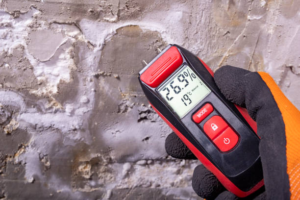 Best Residential Mold Remediation in Shelby, MI