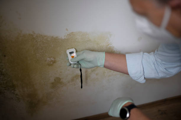 Best White Mold Remediation in Shelby, MI
