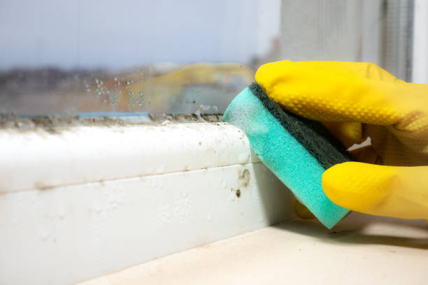 Best Insurance-Related Mold Remediation in Shelby, MI