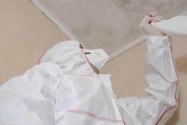 Best Emergency Mold Remediation in Shelby, MI