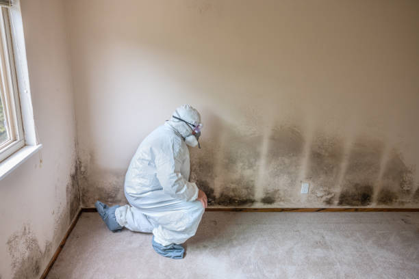 Professional Mold Remediation in Shelby, MI